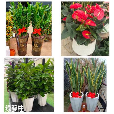 菏泽牡丹定陶区曹县单县成武花卉店同城配送开业绿植发财树幸福树