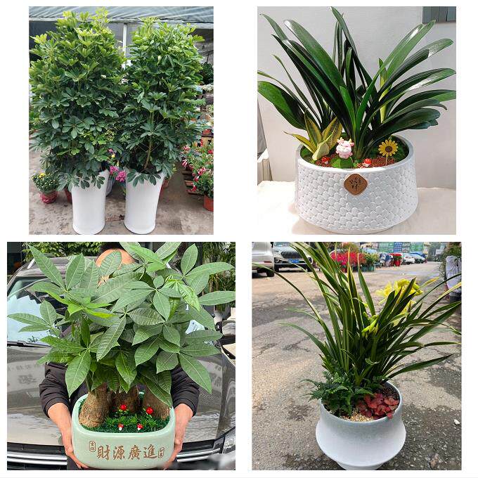 开业乔迁绿植发财树绿萝宣城市泾县绩溪旌德县宁国市同城花店配送