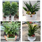 开业乔迁绿植发财树绿萝宣城市泾县绩溪旌德县宁国市同城花店配送