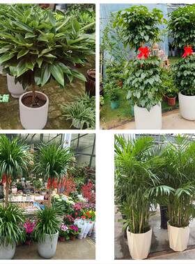 亳州市谯城区涡阳蒙城利辛县同城绿植花店公司开业送发财树金钱树