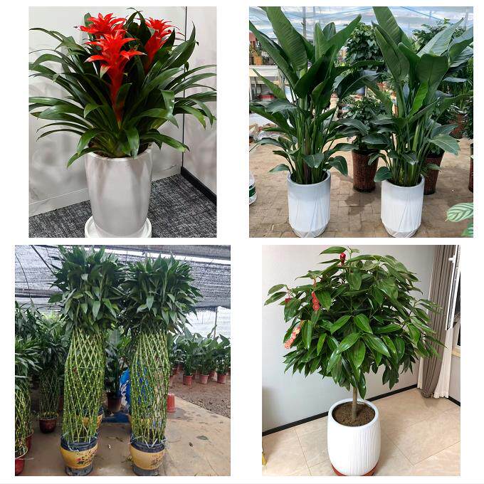 开业乔迁绿植发财树绿萝送温州市泰顺县瑞安市乐清市同城花店配送