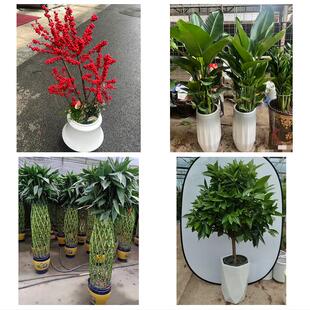 送成都市彭州市邛崃市崇州市同城绿植店送发财树幸福树开业入新居