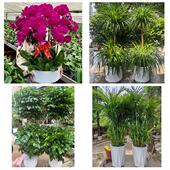 开业乔迁绿植发财树绿萝上饶市铅山横峰县弋阳余干县同城花店配送