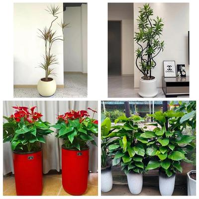 通辽科尔沁区开鲁霍林郭勒市同城花店送开业乔迁绿植发财树幸福树