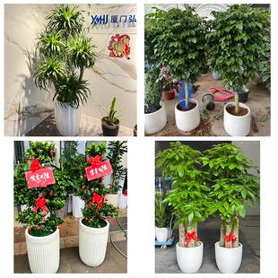 庆阳市西峰区庆城华池县环县花卉店同城配送开业绿植发财树幸福树