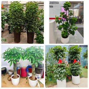 送孝感市孝南区孝昌县大悟县同城绿植花店公司开业送发财树金钱树