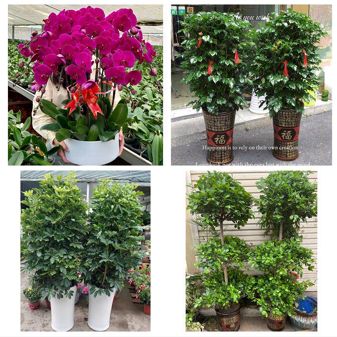 开业乔迁绿植发财树绿萝北京市房山区城关新镇向阳街同城花店配送