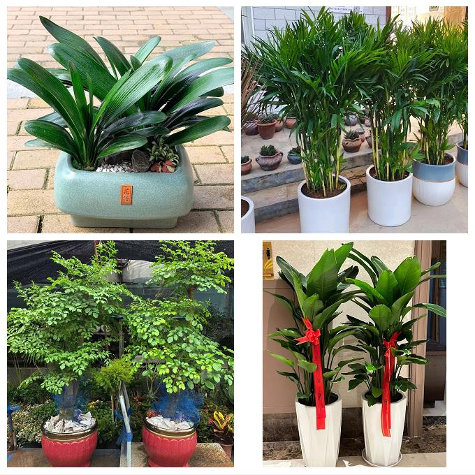 唐山市曹妃甸区遵化市迁安市花卉店同城配送开业绿植发财树幸福树