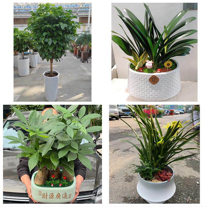 开业乔迁绿植发财树绿萝雅安市雨城名山区荥经汉源县同城花店配送