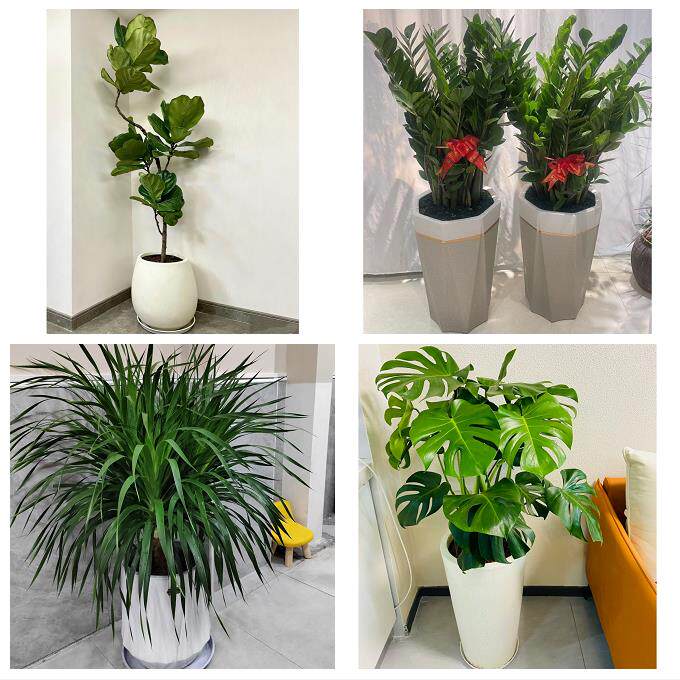 开业乔迁绿植发财树绿萝酒泉市肃州区金塔瓜州肃北县同城花店配送