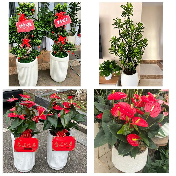 防城港港口防城区上思县东兴花卉店同城配送开业绿植发财树幸福树