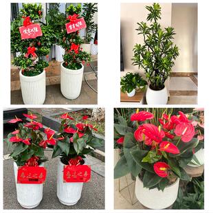 防城港港口防城区上思县东兴花卉店同城配送开业绿植发财树幸福树