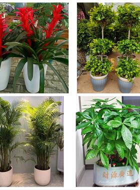 汉中市汉台区南郑城固县洋县同城绿植花店公司开业送发财树金钱树