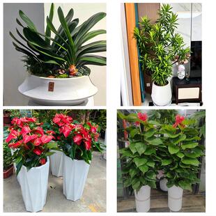 北京顺义区石园空港双丰旺泉同城绿植花店公司开业送发财树金钱树