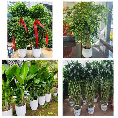 北京市海淀区清华园燕园香山绿植店同城配送公司开业发财树绿萝柱