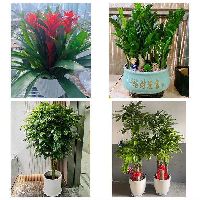 北京石景山区广宁五里坨鲁谷同城绿植花店公司开业送发财树金钱树