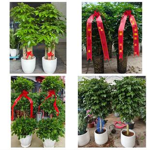 重庆市綦江大足区渝北巴南区花卉店同城配送开业绿植发财树幸福树