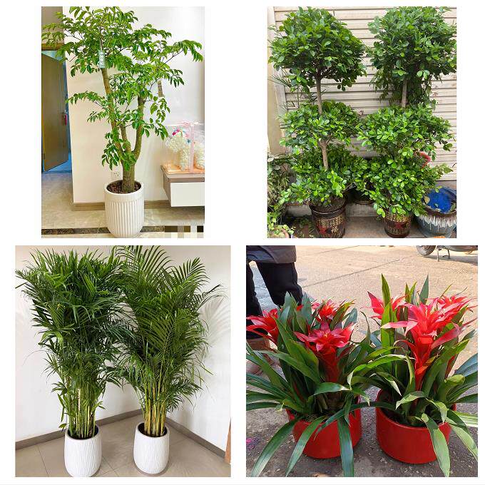 开业乔迁绿植发财树绿萝鹤岗市东山兴山区萝北绥滨县同城花店配送