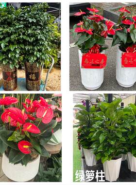 北京市房山区东风迎风星城街花卉店同城配送开业绿植发财树幸福树