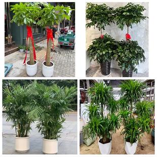 长治武乡县沁县沁源县潞城市同城绿植店送发财树幸福树开业入新居