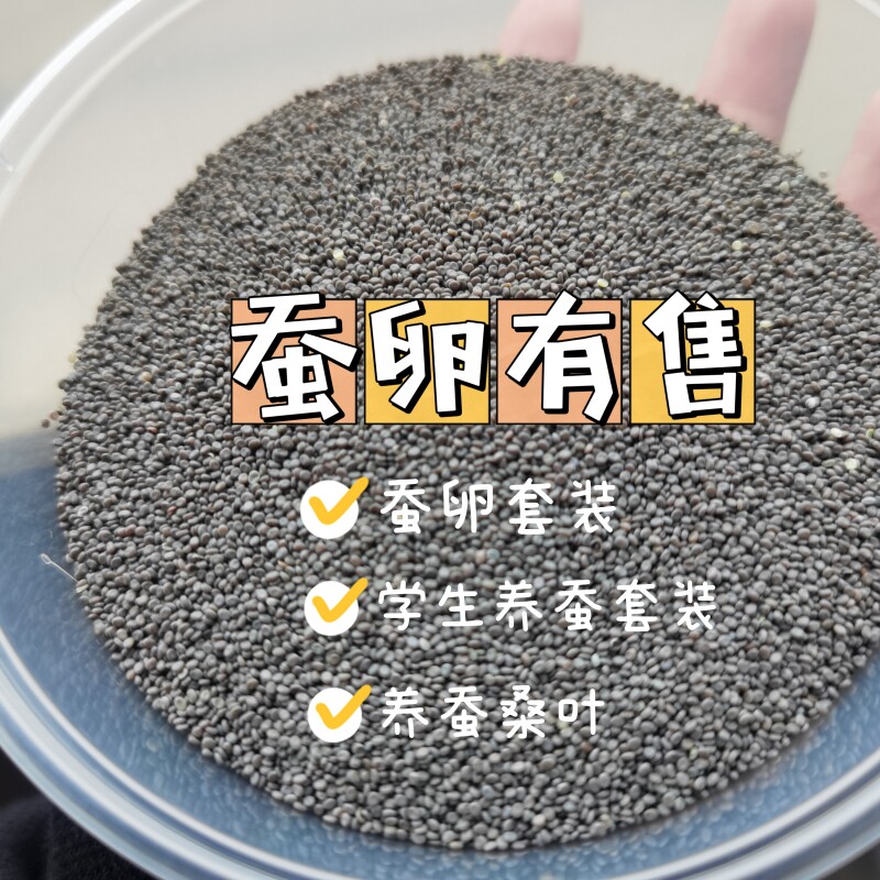 蚕宝宝卵包邮蚕宝宝活体蚕种春蚕卵蚕蚕籽送孵化盒送鹅毛新鲜桑叶