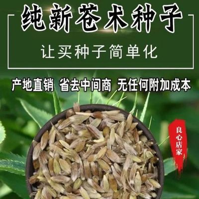 北苍术种子白茬苍术关苍术南北方朱砂点苍术籽野生茅苍术四季播种