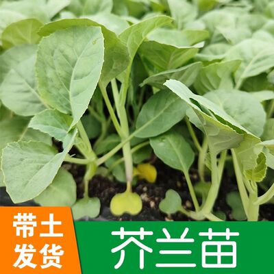 潮汕芥兰苗甜脆大笋香菇芥蓝苗鸡腿芥蓝苗西兰苔秧苗蔬菜苗带土发