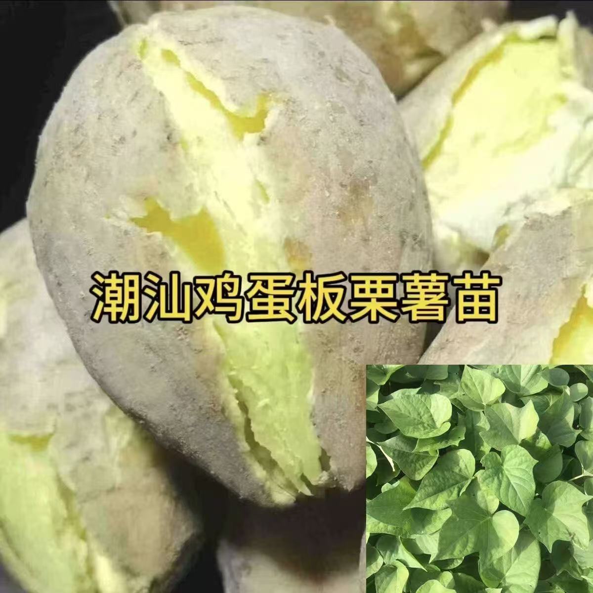 潮汕鸡蛋黄红薯苗白皮黄心板栗薯图片