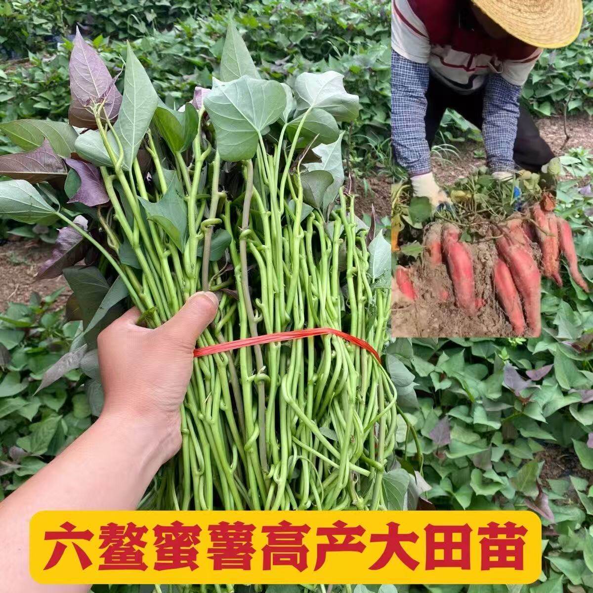 正宗西瓜红红薯苗种苗红皮红心番花卉林木种子/种苗/