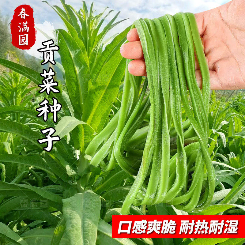 宫廷皇家贡菜种子耐高温山蛰菜种籽抗寒苔干菜种籽春响菜蔬菜种孑