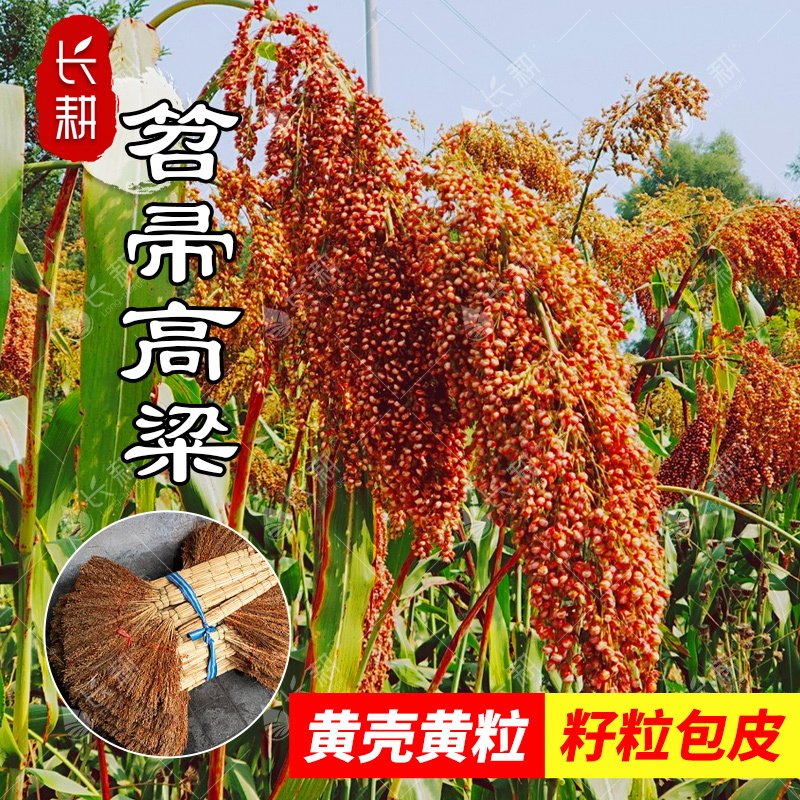 笤帚高粱种子扫把专用高粱种籽春秋四季阳台盆栽大田五谷杂粮种子