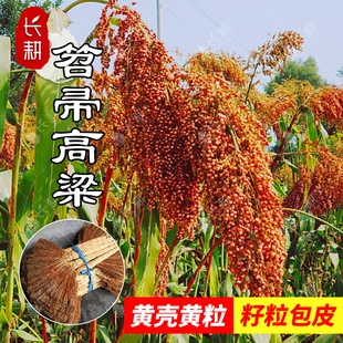 笤帚高粱种子扫把专用高粱种籽春秋四季阳台盆栽大田五谷杂粮种子
