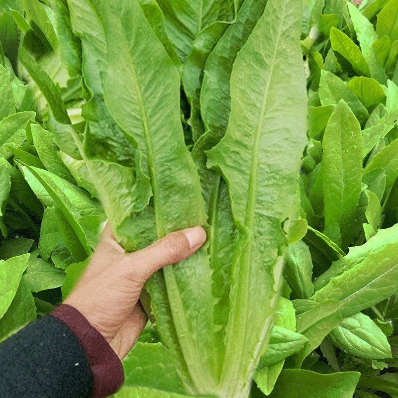 油麦菜种子四季播高产生长迅速青菜种籽家庭田园阳台盆栽蔬菜种孑