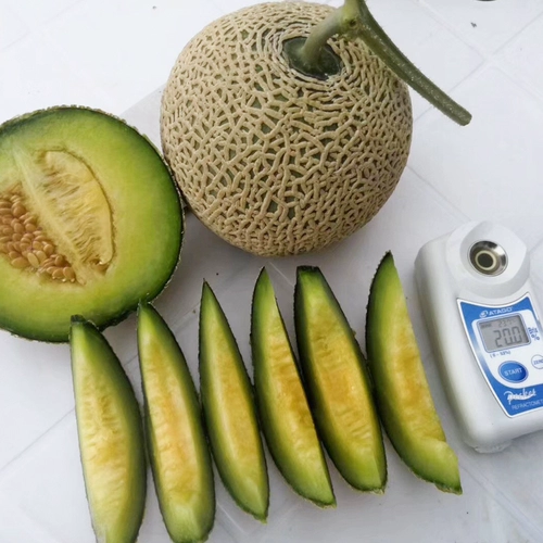 Супер сладкая корейская тыква хиттерианские семена Семена Синьцзян Гурд Фруктовый круиз дает магнас весенний южный южный четыре сезона семена