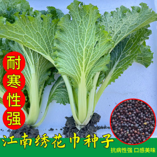 苏州吴江青菜种籽特产江南绣花巾种子春秋四季阳台盆栽蔬菜种孑苗