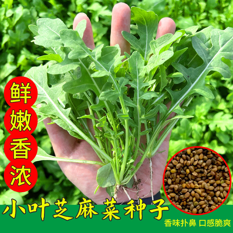 清香芝麻菜种子意大利青菜种籽四季阳台盆栽火箭生菜种孑多次采摘图片