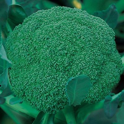 进口西兰花种子优秀耐寒杂交四季