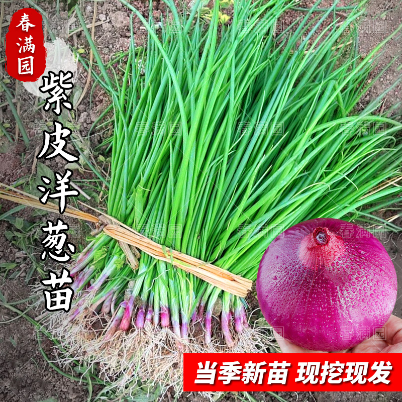 紫皮洋葱秧苗洋葱种植