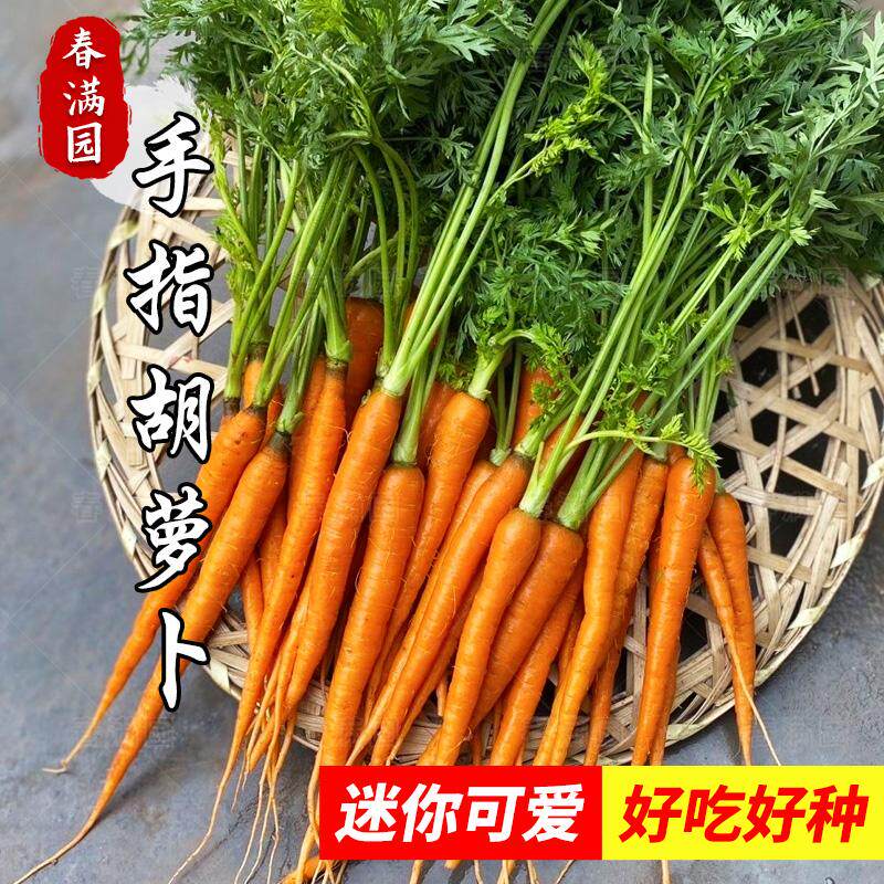 荷兰迷你胡萝卜种子农家儿童辅食水果拇指手指四季菜种籽蔬菜种孑