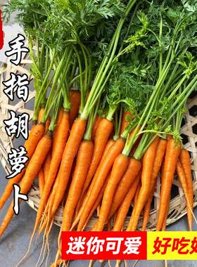 荷兰迷你胡萝卜种子农家儿童辅食水果拇指手指四季菜种籽蔬菜种孑