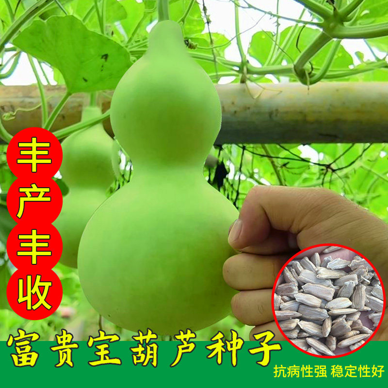 宝葫芦瓜种子食用菜葫芦可观赏可食用葫芦种籽酒葫芦厚肉早生易种