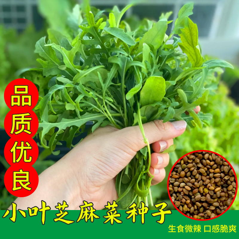 意大利进口芝麻菜种子青菜种籽多次摘四季播盆栽阳台火箭生菜种孑