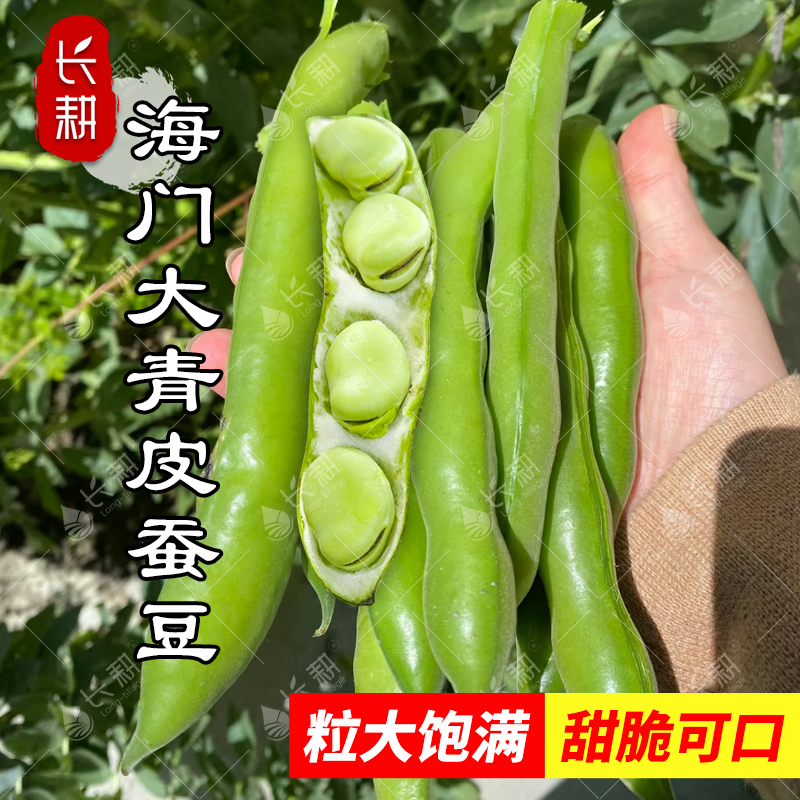 海门大青皮蚕豆种子特大七星蚕豆种籽春秋四季罗汉豆胡豆蔬菜种孑