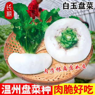 温州盘菜种子台州盘菜头春夏秋四季蔓菁种籽阳台芜青芥菜蔬菜种孑