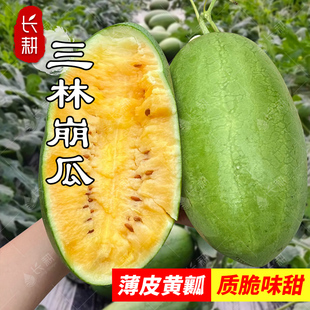 甜崩瓜种子薄皮黄肉西瓜种籽春秋四季阳台上海特产老品种水果种孑