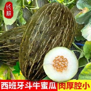 西班牙斗牛蜜瓜种子巴西甜瓜种籽春秋四季白肉耐存储哈密瓜水果孑