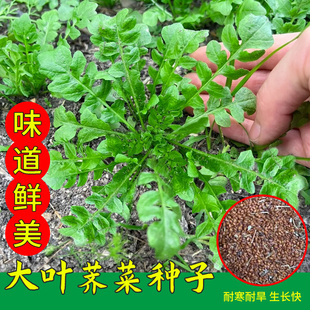 荠菜种籽春季四季阳台盆栽荠菜种子高产野菜阳台盆栽蔬菜种孑大全