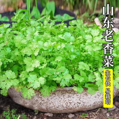 四季香菜种籽大全大叶芫荽种子
