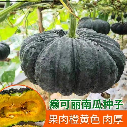 Импорт Таиланда 南 Семена тыквы кокока уродливое порошок семян дыни сладкая клейкая весна осень четыре сезона.