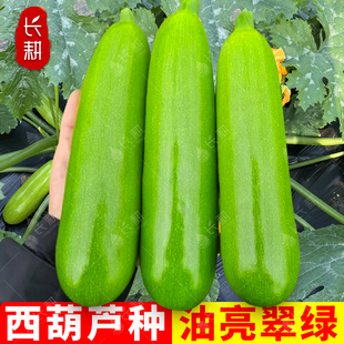 阳台盆栽香蕉西葫芦蔬菜种孑 青嫩西葫芦种子高产茭瓜种籽春秋四季